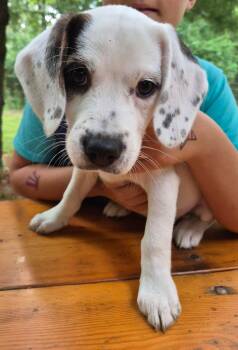 Arizona -  Beagle Dog for Adoption in Crystal Lake, Illinois - Arizona | PetCurious