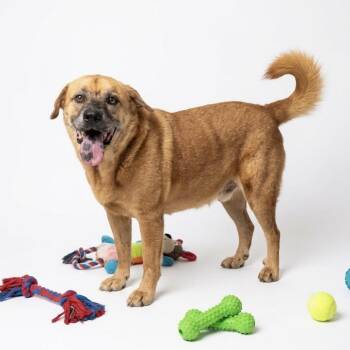 Champagne -  German Shepherd Dog Dog for Adoption in Seguin, Texas - Champagne | PetCurious