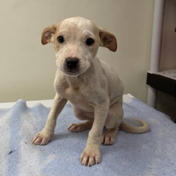 Flounder -  Terrier and Mixed Breed Dog for Adoption in Galax, Virginia - Flounder | PetCurious