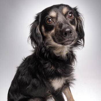 Ziggy -  Terrier Dog for Adoption in Sonoma, California - Ziggy | PetCurious