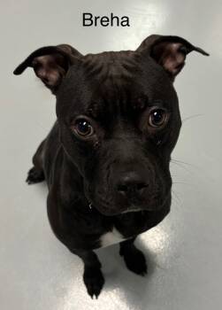 Rescue Pit Bull Terrier Dogs for Adoption in Topeka, Kansas - Breha | PetCurious