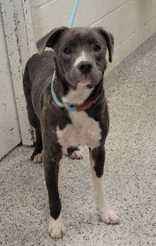 Pit Bull Terrier and Mixed Breed Dogs Available for Adoption in Kansas City, Missouri - Geppetto | PetCurious