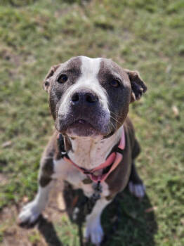 Rescue American Bulldog and Pit Bull Terrier Dogs for Adoption in Lakeland, Florida - Fallon | PetCurious