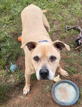 Titus -  Pit Bull Terrier Dog for Adoption in Franklin Township, New Jersey - Titus | PetCurious