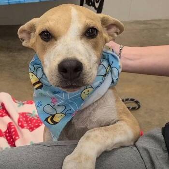 Stampede -  Terrier and Mixed Breed Dog for Adoption in Clearwater, Florida - Stampede | PetCurious