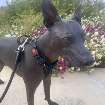 Necio NC -  Xoloitzcuintli Mexican Hairless Dog for Adoption in Austin, Texas - Necio NC | PetCurious