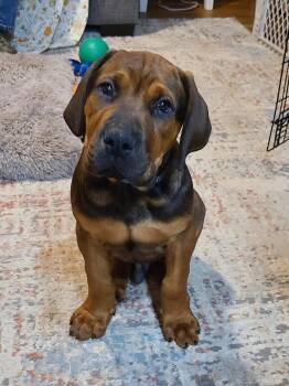 Boerboel and Doberman Pinscher Dogs Available for Adoption - Oso | PetCurious