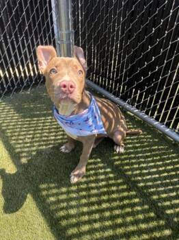 Wrigley -  Mixed Breed Dog for Adoption in Lafayette, Indiana - Wrigley | PetCurious