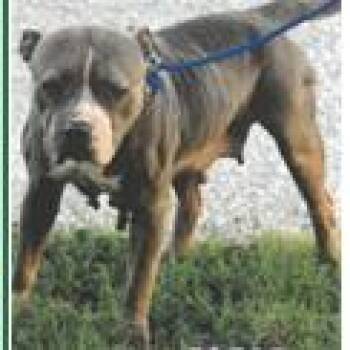 Blue -  Mixed Breed Dog for Adoption in West Palm Beach, Florida - Blue | PetCurious
