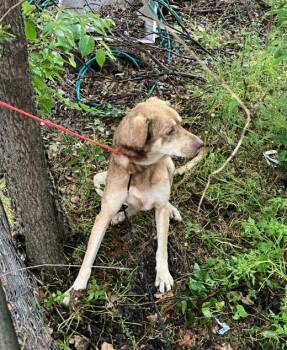 Mixed Breed Dogs Available for Adoption in Dallas, Texas - STELLA | PetCurious