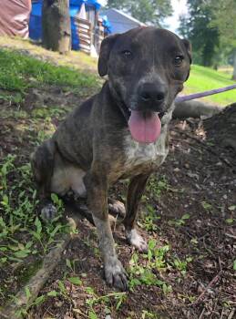 Mary Ellen -  Mountain Cur and Australian Cattle Dog Blue Heeler Dog for Adoption in Attalla, Alabama - Mary Ellen | PetCurious
