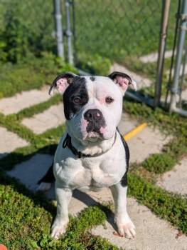 Rocky -  Bulldog Dog for Adoption in Chambersburg, Pennsylvania - Rocky | PetCurious