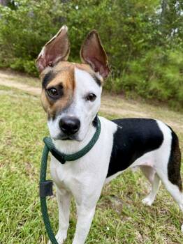 Jack -  Rat Terrier Dog for Adoption in Hilton Head Island, South Carolina - Jack | PetCurious