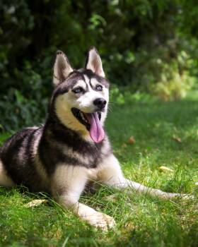 GONDOLA (0686) -  Husky Dog for Adoption in Bridgeport, Connecticut - GONDOLA (0686) | PetCurious