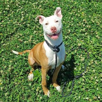 Sherwin -  Pit Bull Terrier Dog for Adoption in Springdale, Arkansas - Sherwin | PetCurious