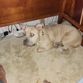 Quinn -  Mixed Breed Dog for Adoption in West Palm Beach, Florida - Quinn | PetCurious