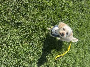 Rescue Maltese Dogs for Adoption in Las Vegas, Nevada - Beau | PetCurious