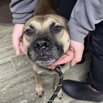 Green Bean -  Shepherd Dog for Adoption in Summerville, South Carolina - Green Bean | PetCurious