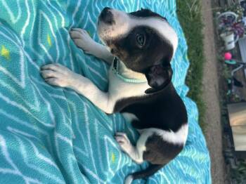 Australian Cattle Dog Blue Heeler and American Staffordshire Terrier Dogs Available for Adoption in Mt. Juliet, Tennessee - Kate (Tombstone Litter) | PetCurious