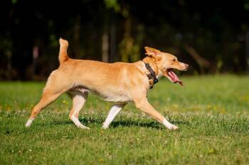 Pepita -  Carolina Dog Dog for Adoption in Douglas, Massachusetts - Pepita | PetCurious