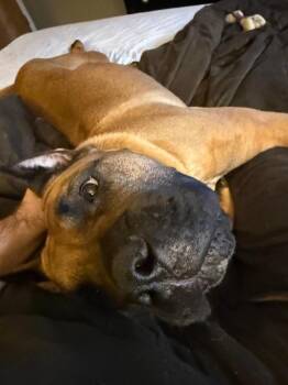 Mixed Breed Dogs Available for Adoption - Bumper | PetCurious