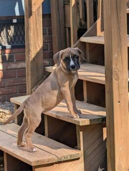 Rhianna -  Mastiff Dog for Adoption in Greenville, South Carolina - Rhianna | PetCurious