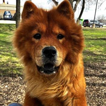Chow Chow Dogs Available for Adoption in Des Moines, Iowa - Sania | PetCurious