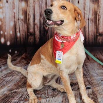 Rescue Hound Dogs for Adoption in Fairfax, Virginia - Buttercup G | PetCurious