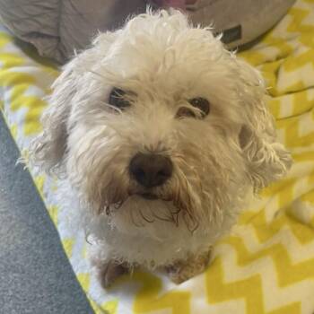 Broadway -  Bichon Frise Dog for Adoption in New Philadelphia, Ohio - Broadway | PetCurious