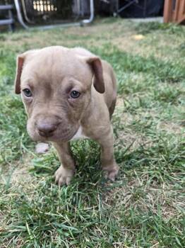 NUTTER BUTTER -  Pit Bull Terrier and Mixed Breed Dog for Adoption in Colorado Springs, Colorado - NUTTER BUTTER | PetCurious