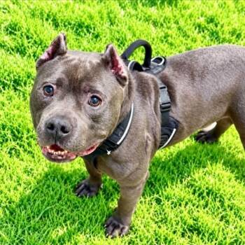 Night Wing -  Terrier Dog for Adoption in Battle Creek, Michigan - Night Wing | PetCurious