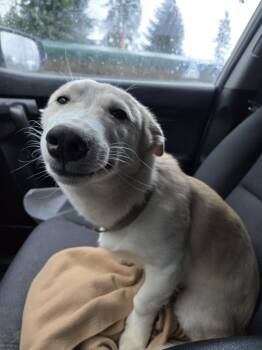 Rescue Shiba Inu Dogs for Adoption in Tacoma, Washington - Louie | PetCurious