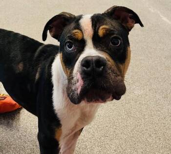 Rescue Bulldog Dogs for Adoption in Egg Harbor City, New Jersey - Ollie | PetCurious