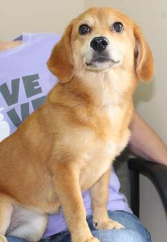 Honey 43968 -  Dachshund Dog for Adoption in Prattville, Alabama - Honey 43968 | PetCurious