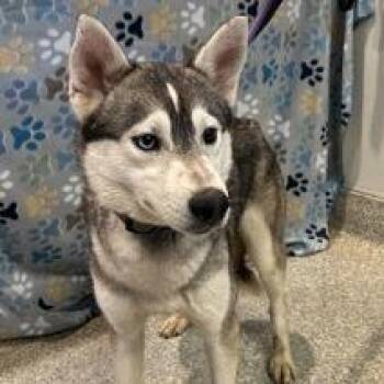 Spotty* -  Siberian Husky and Jindo Dog for Adoption in San Gabriel, California - Spotty* | PetCurious
