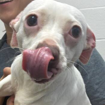 Chihuahua Dogs Available for Adoption in Corpus Christi, Texas - Odette | PetCurious