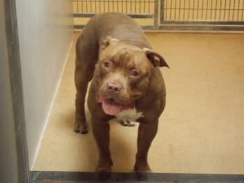 CANELO -  Pit Bull Terrier Dog for Adoption in Martinez, California - CANELO | PetCurious