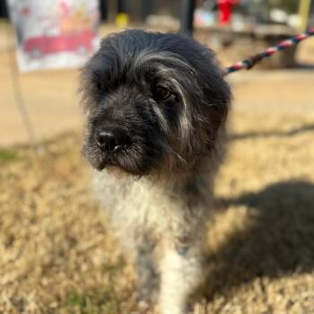 Rescue Shar Pei and Poodle Dogs for Adoption in Greenville, South Carolina - Drico | PetCurious