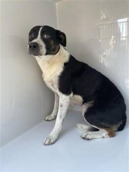 A660776 -  Boston Terrier and Mixed Breed Dog for Adoption in Houston, Texas - A660776 | PetCurious