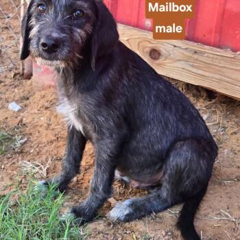MAILBOX 425 -  Wirehaired Terrier Dog for Adoption in New Berlin, Wisconsin - MAILBOX 425 | PetCurious
