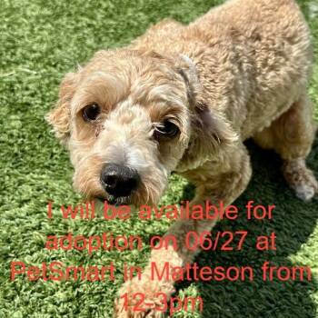 Dora -  Mixed Breed Dog for Adoption in Matteson, Illinois - Dora | PetCurious