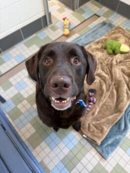 OMAR -  Labrador Retriever Dog for Adoption in Loveland, Colorado - OMAR | PetCurious