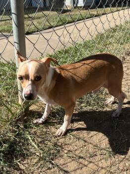 Rescue Chihuahua and Mixed Breed Dogs for Adoption in Houston, Texas - Taco | PetCurious