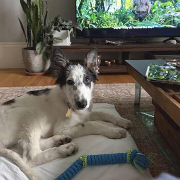BLITZ -  Mixed Breed Dog for Adoption in Richmond, California - BLITZ | PetCurious