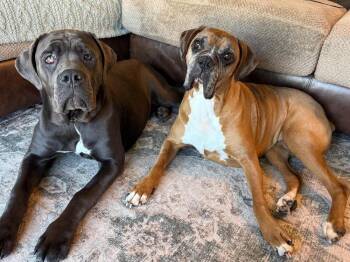 Juno -  Mastiff Dog for Adoption - Juno | PetCurious