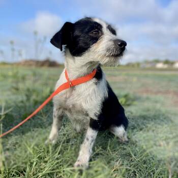 Terrier and Mixed Breed Dogs Available for Adoption in Wimberley, Texas - Tootsie | PetCurious