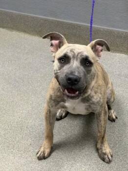 SODA POP -  Pit Bull Terrier Dog for Adoption in Las Vegas, Nevada - SODA POP | PetCurious
