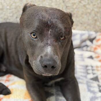 Bennie -  Pit Bull Terrier Dog for Adoption in Los Angeles, California - Bennie | PetCurious