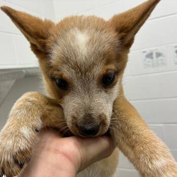 Boomer -  Cattle Dog Dog for Adoption in Corpus Christi, Texas - Boomer | PetCurious