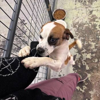 Mixed Breed Dogs Available for Adoption in Summerlee, West Virginia - Gene | PetCurious